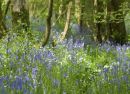 Bluebells